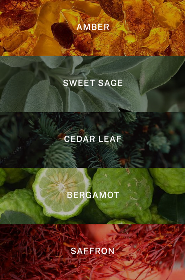 The New York Suite - Scent Notes